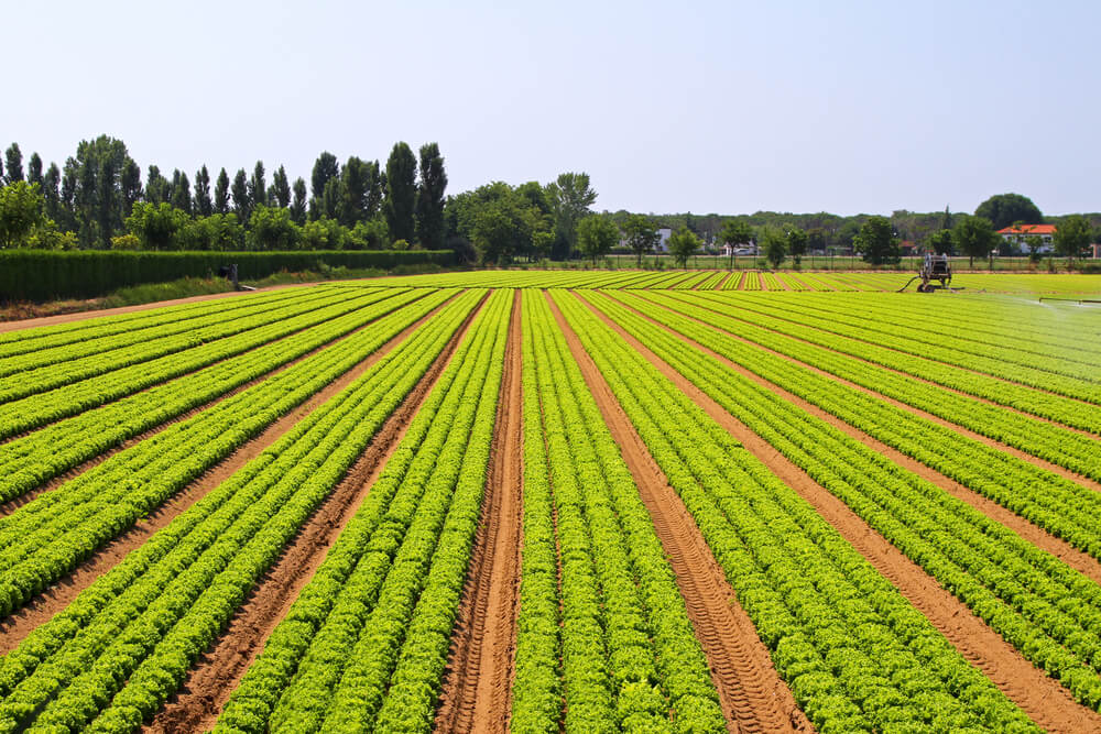 Logística de produtos agrícolas: desafios e possibilidades